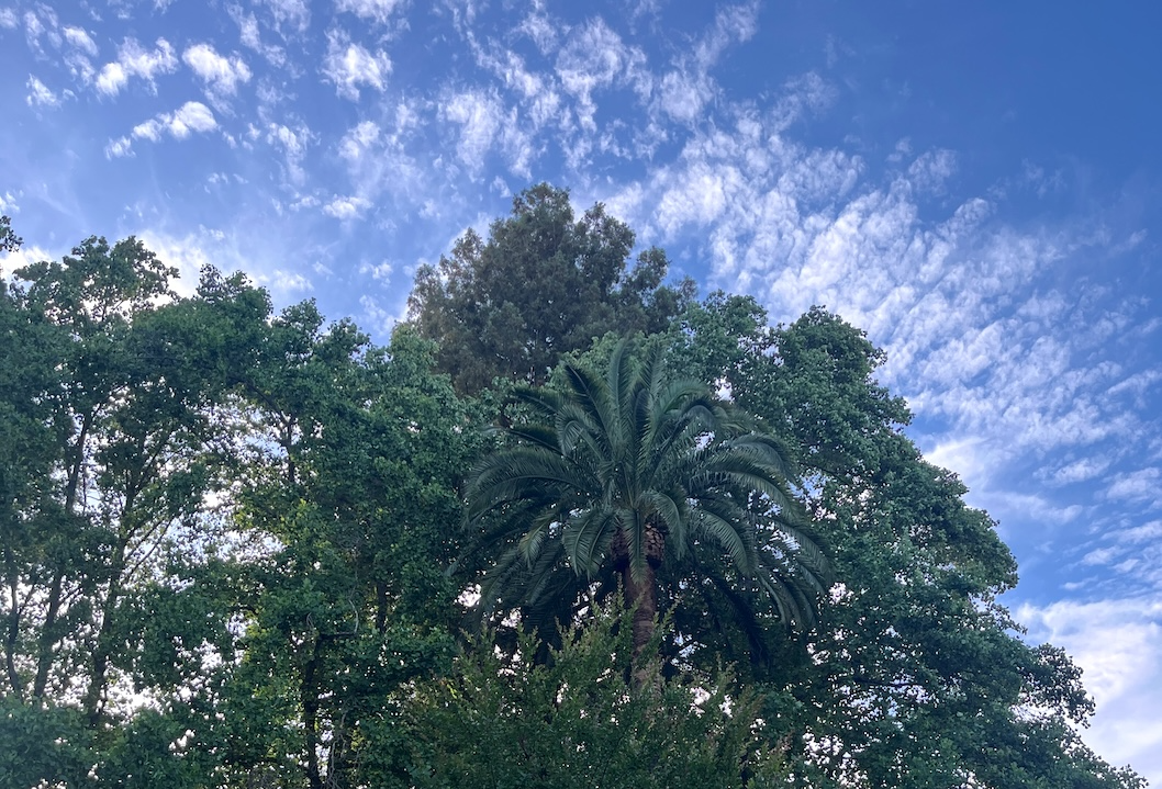 Palm tree rising among leafy green trees under a blue sky dotted with clouds in Healdsburg