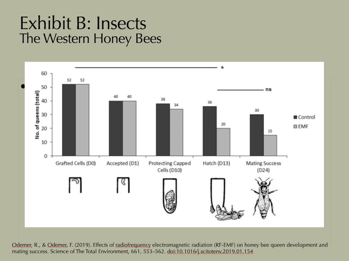 Slide bar chart comparing honey bee queen development between control and EMF-exposed groups