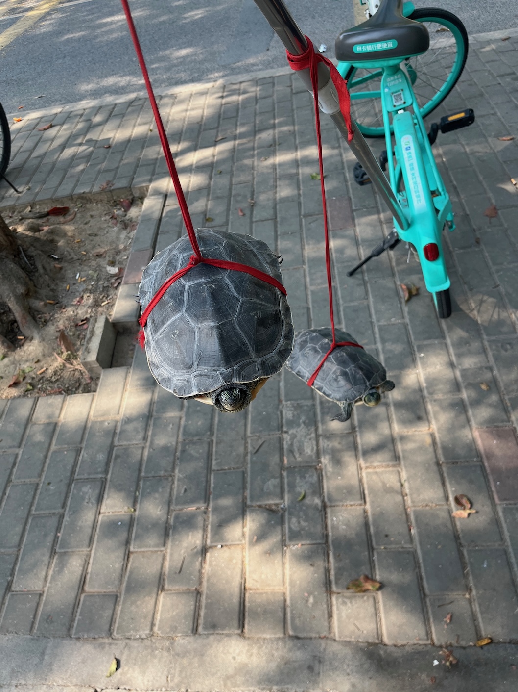 Turtles on sale