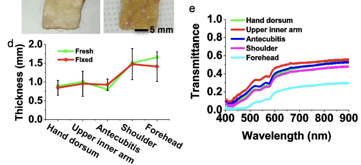 Paper figure with skin thickness by body site and transmittance versus wavelength graphs